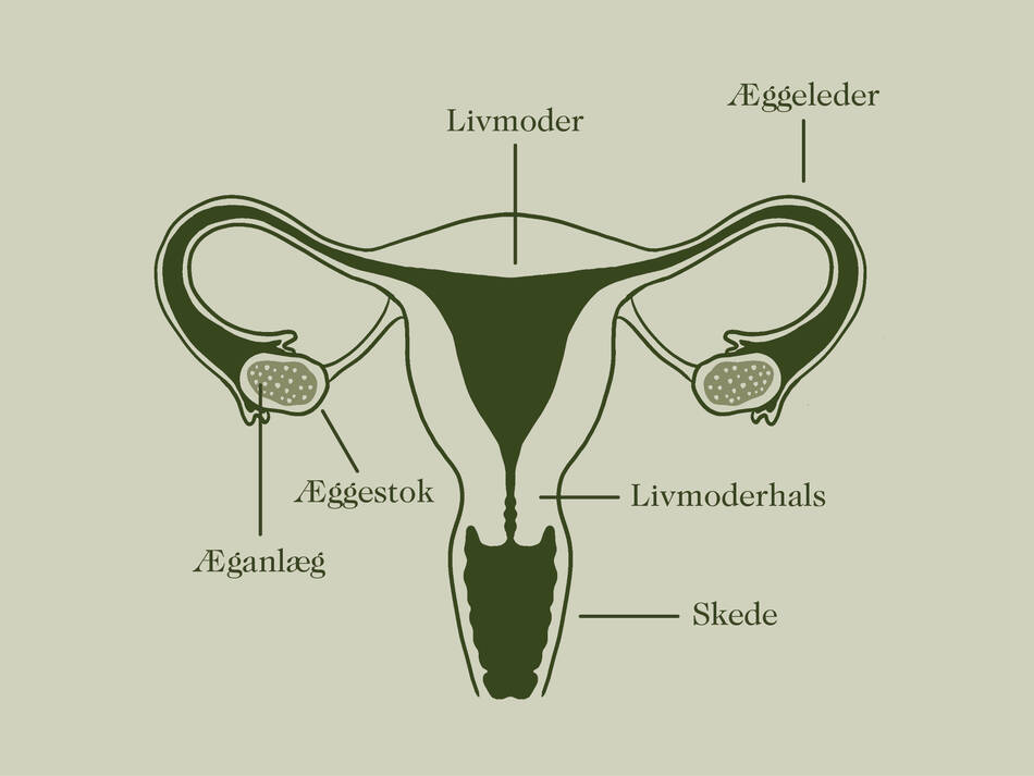 Illustrationen er en forenklet tegning over kvindens livmoder og æggestok. Her ses det, hvordan æganlægget er placeret i kvindens æggestok. Kvinder har et æganlæg allerede fra fostertilstand. Illustration: Pia Storm