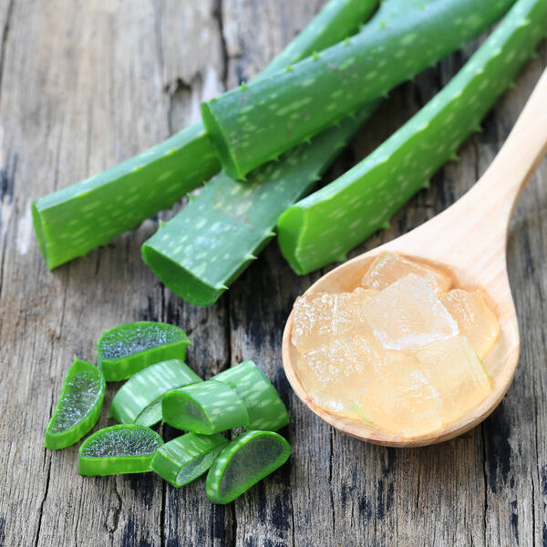 Kender du Aloe Vera? Lær alt om planten her