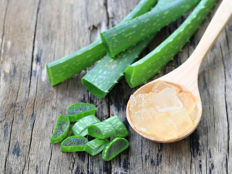 Kender du Aloe Vera? Lær alt om planten her