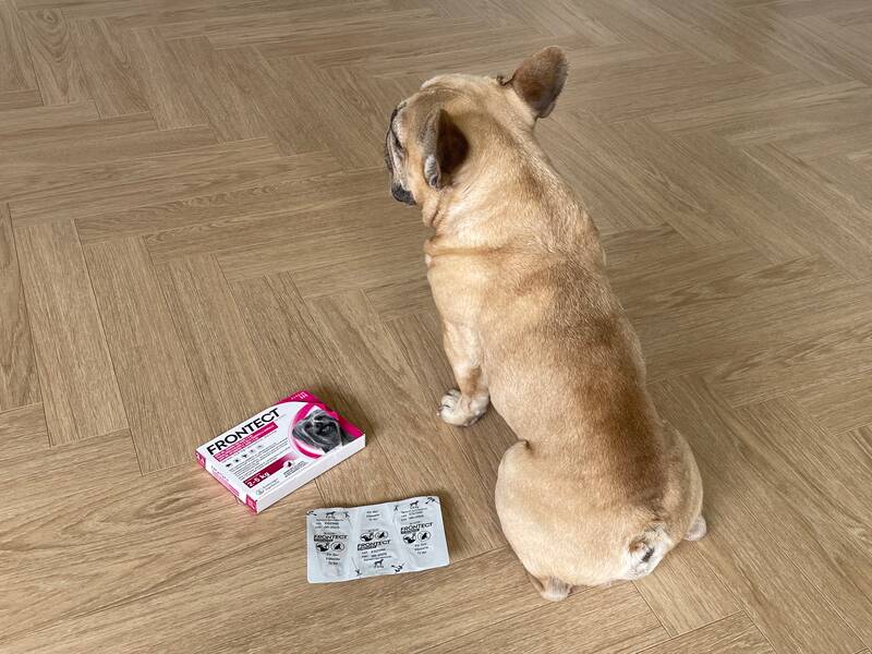 Beskyt din hund mod lopper og flåter
