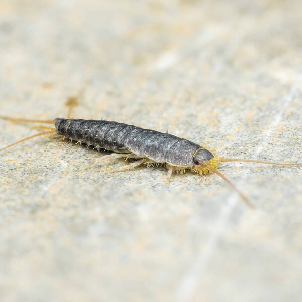 Sådan slipper du af med sølvfisk