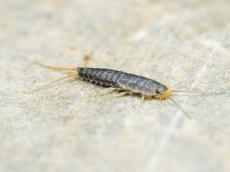 Sådan slipper du af med sølvfisk