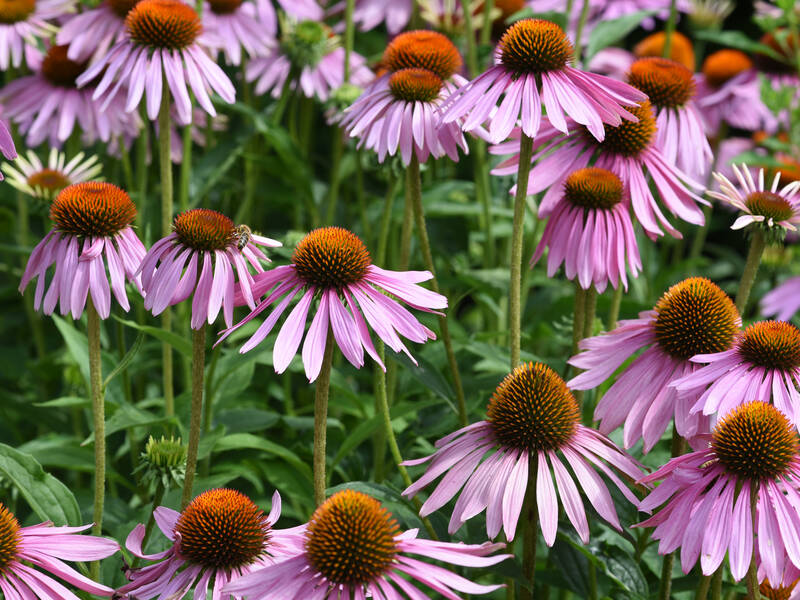 Helsekost: 3 urter, du skal kende