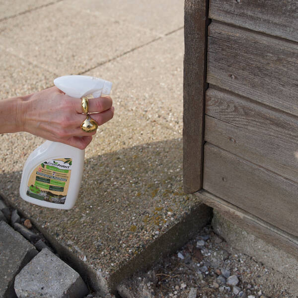 Guide: Slip af med insekter i hjemmet